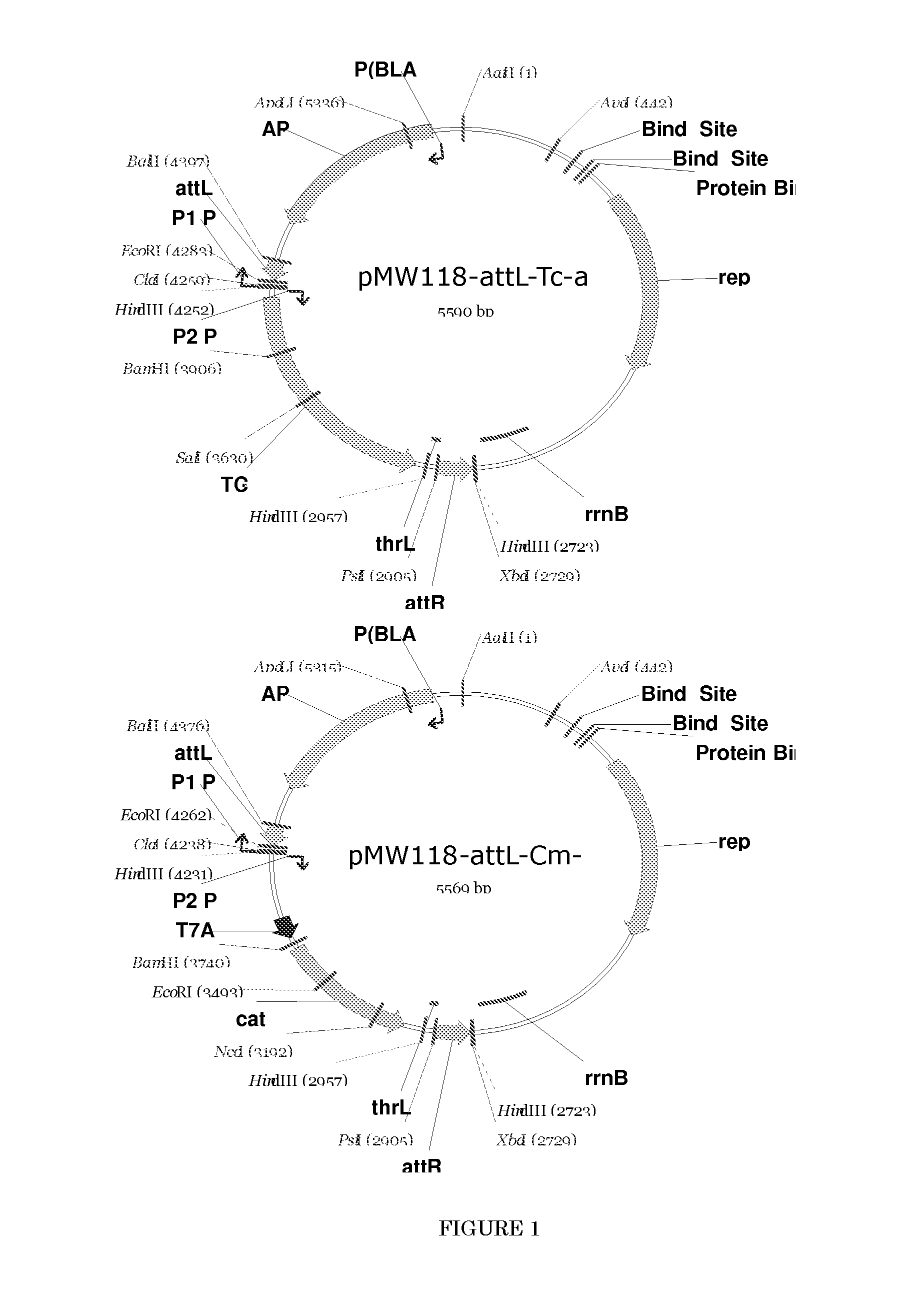 L-amino acid producing microorganism which has been modified to inactive the fimH gene, and a method for producing I-amino acid