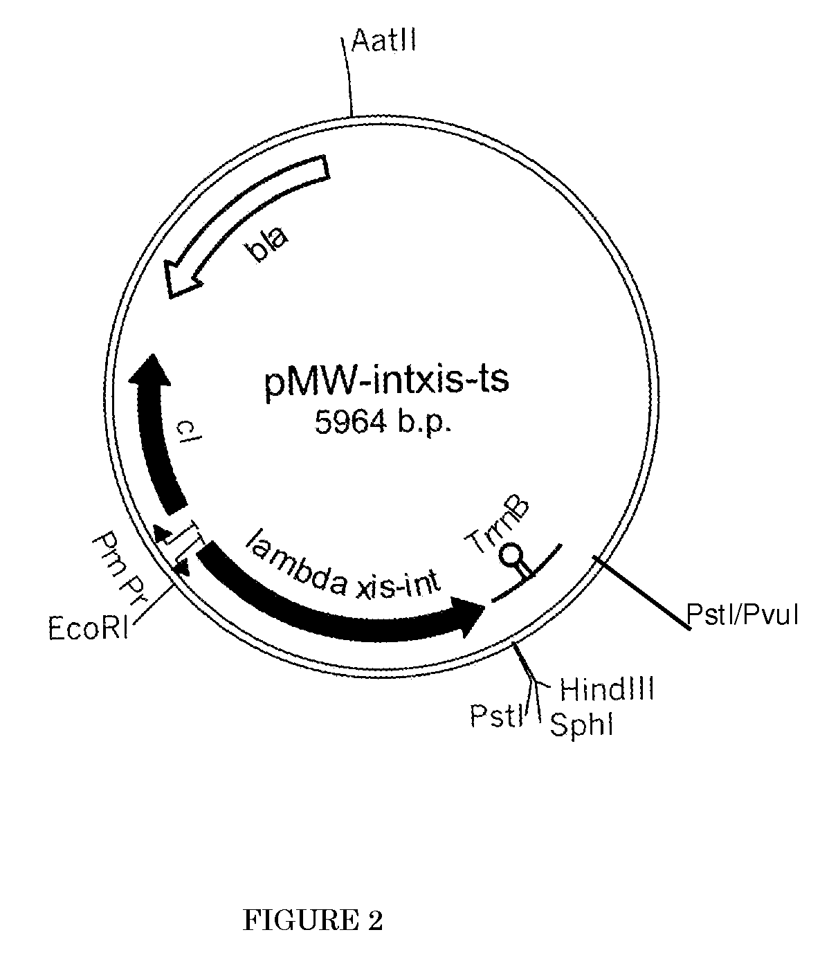 L-amino acid producing microorganism which has been modified to inactive the fimH gene, and a method for producing I-amino acid