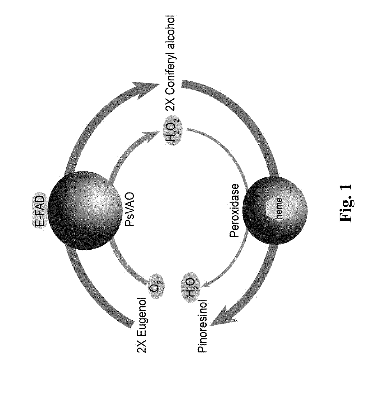 Method for high-efficiency production of pinoresinol using an H<sub>2</sub>O<sub>2 </sub>auto-scavenging cascade