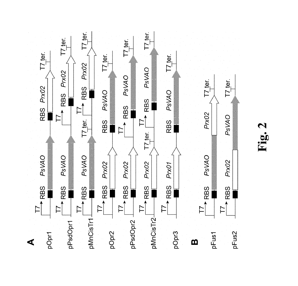 Method for high-efficiency production of pinoresinol using an H<sub>2</sub>O<sub>2 </sub>auto-scavenging cascade