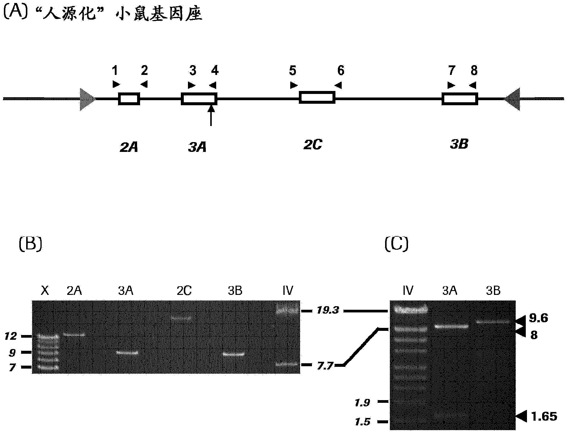 In vivo ADCC model