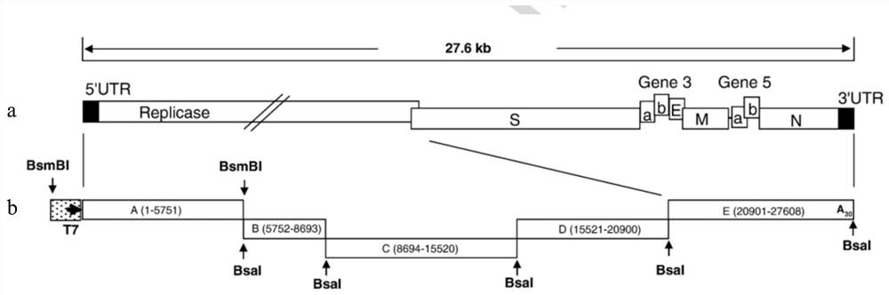 An infectious bronchitis recombinant virus lacking e protein ion channel activity and its preparation method and application