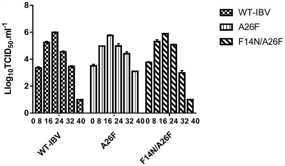 An infectious bronchitis recombinant virus lacking e protein ion channel activity and its preparation method and application