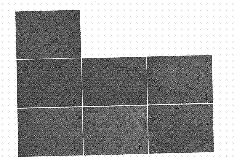 Platycodon grandiflorum polysaccharide, and degradation product, preparation method and application thereof