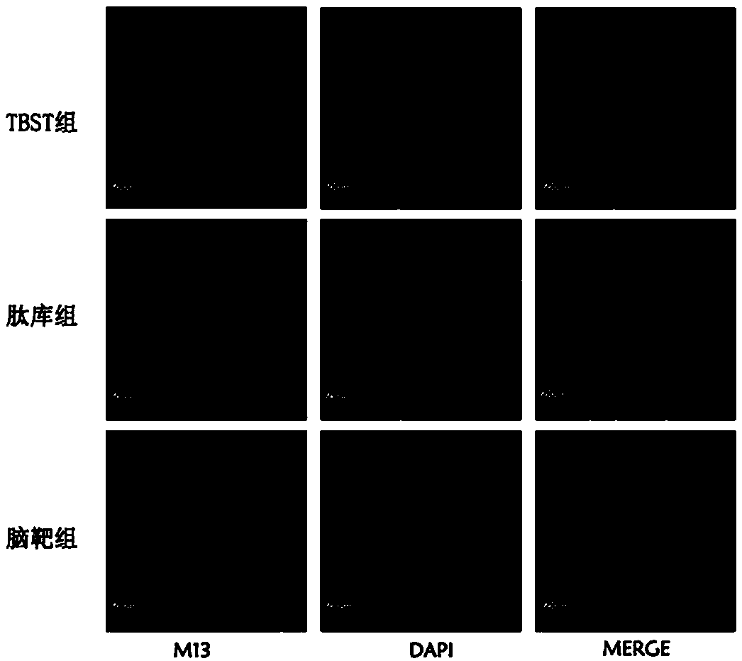 Short peptide capable of realizing brain-targeting drug delivery and application of short peptide