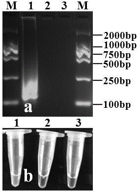 LAMP primer composition for detecting fusarium wilt of cucumbers and application of LAMP primer composition