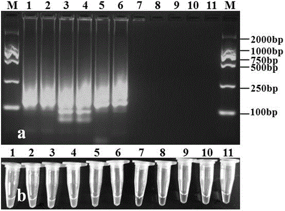 LAMP primer composition for detecting fusarium wilt of cucumbers and application of LAMP primer composition