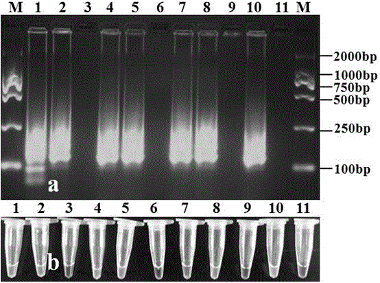 LAMP primer composition for detecting fusarium wilt of cucumbers and application of LAMP primer composition