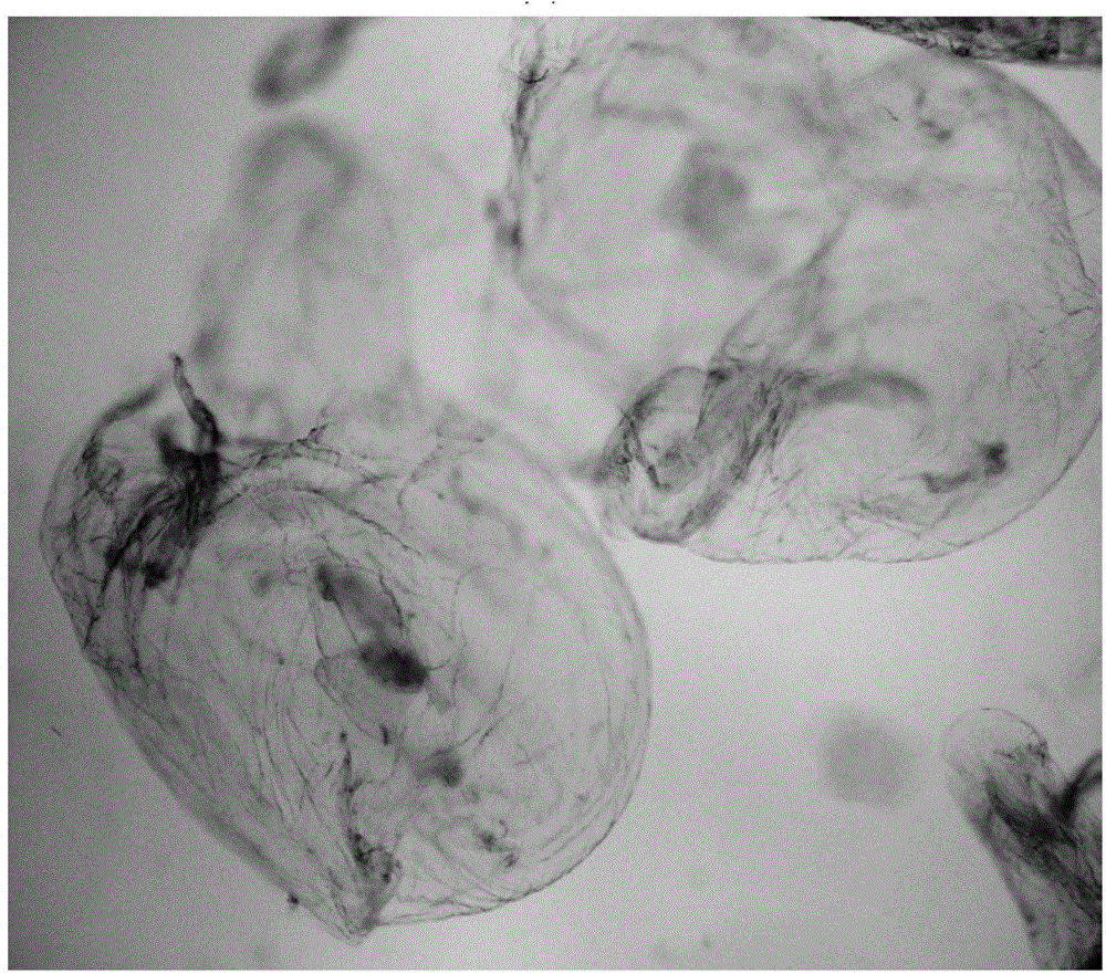 Flexible controlled-release microsphere disperse system formed by natural water-soluble polymer and preparation thereof and application of system in reinforcement of oil extraction