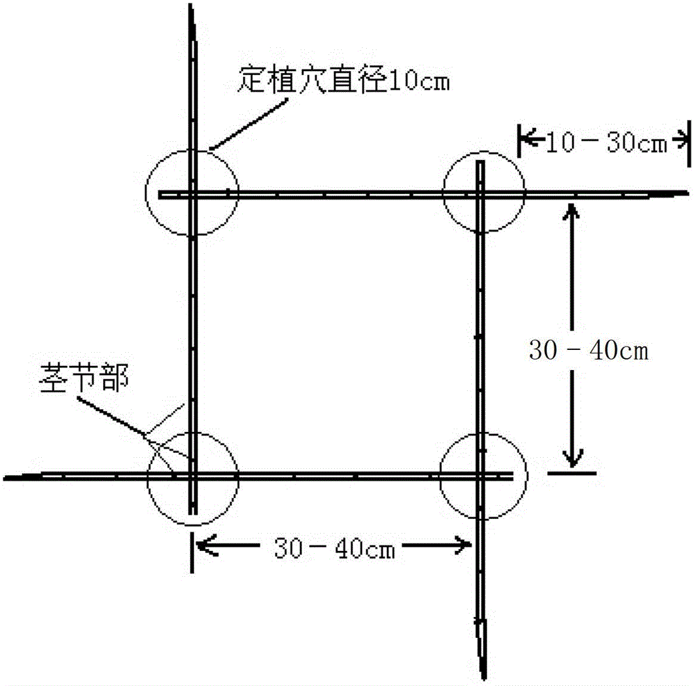 Method for no-tillage plantation of grassland in water-level-fluctuating zone