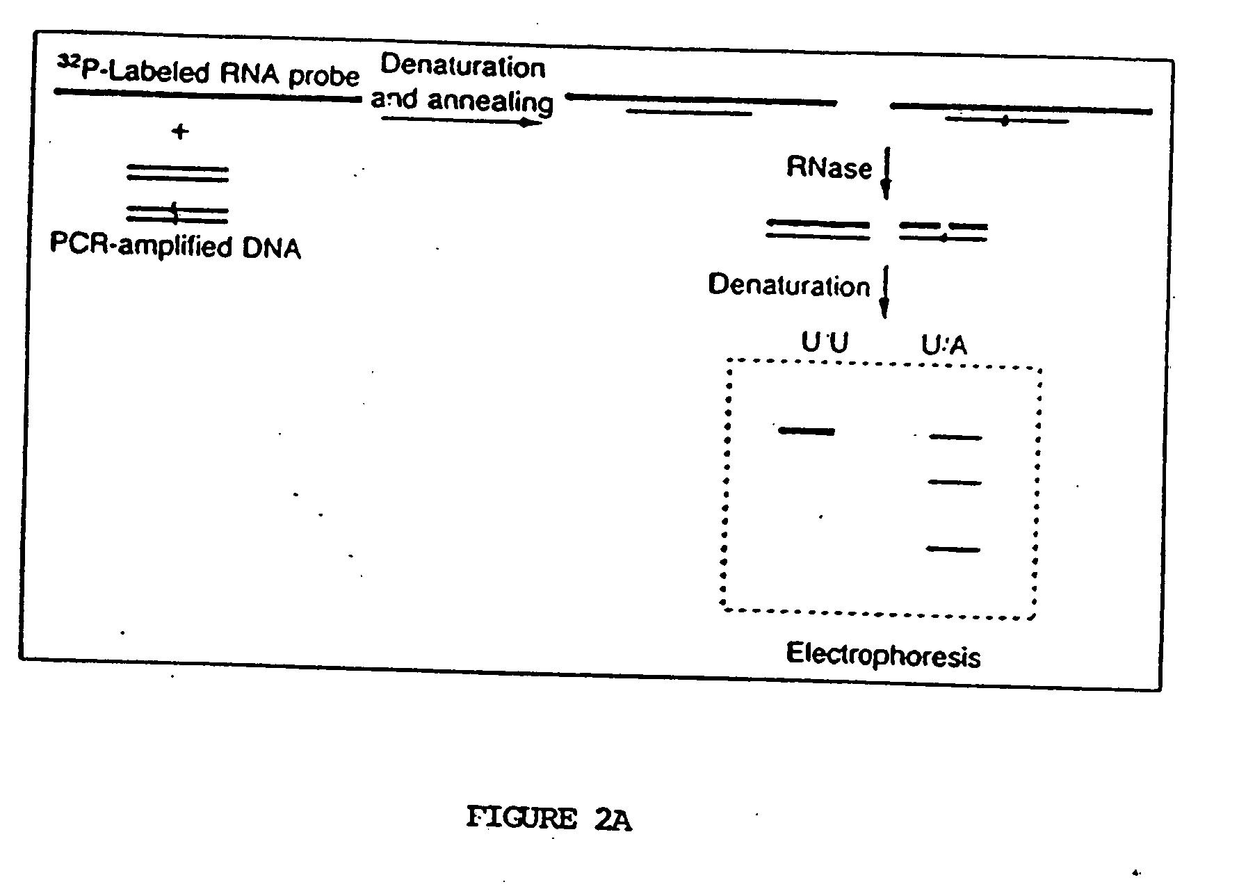 Method for detecting disease-associated mutations