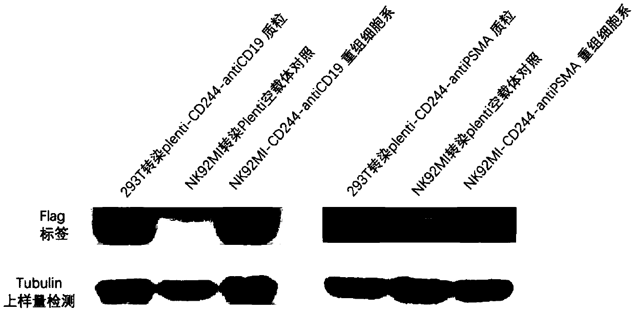 Preparation method of recombinant vectors CAR-CD244-antiPSMA