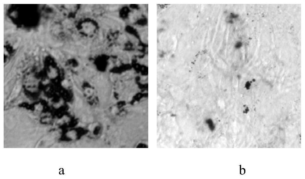 Application of alkaloid compound in preparation of anti-obesity medicine