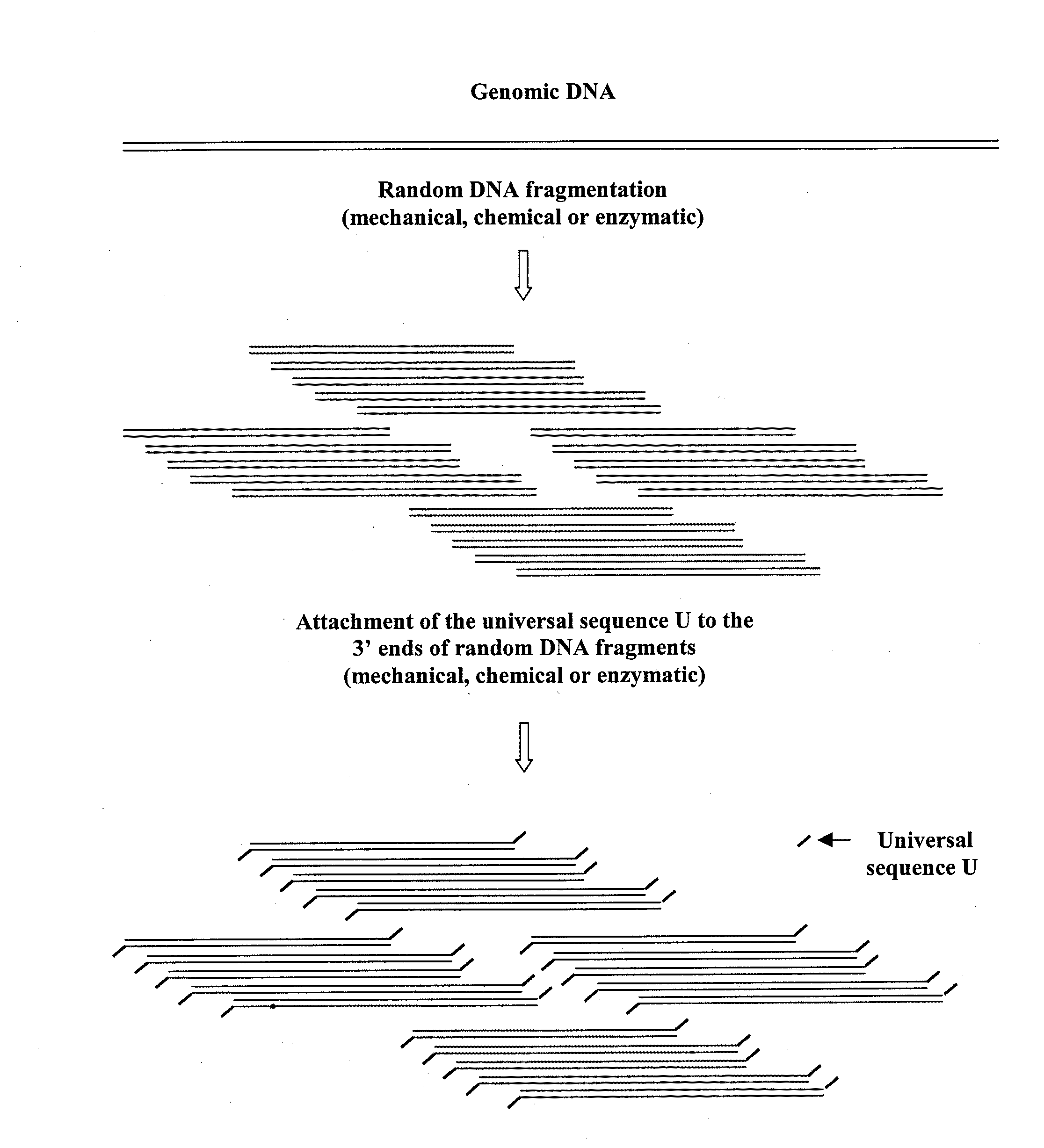 DNA amplification and sequencing using DNA molecules generated by random fragmentation