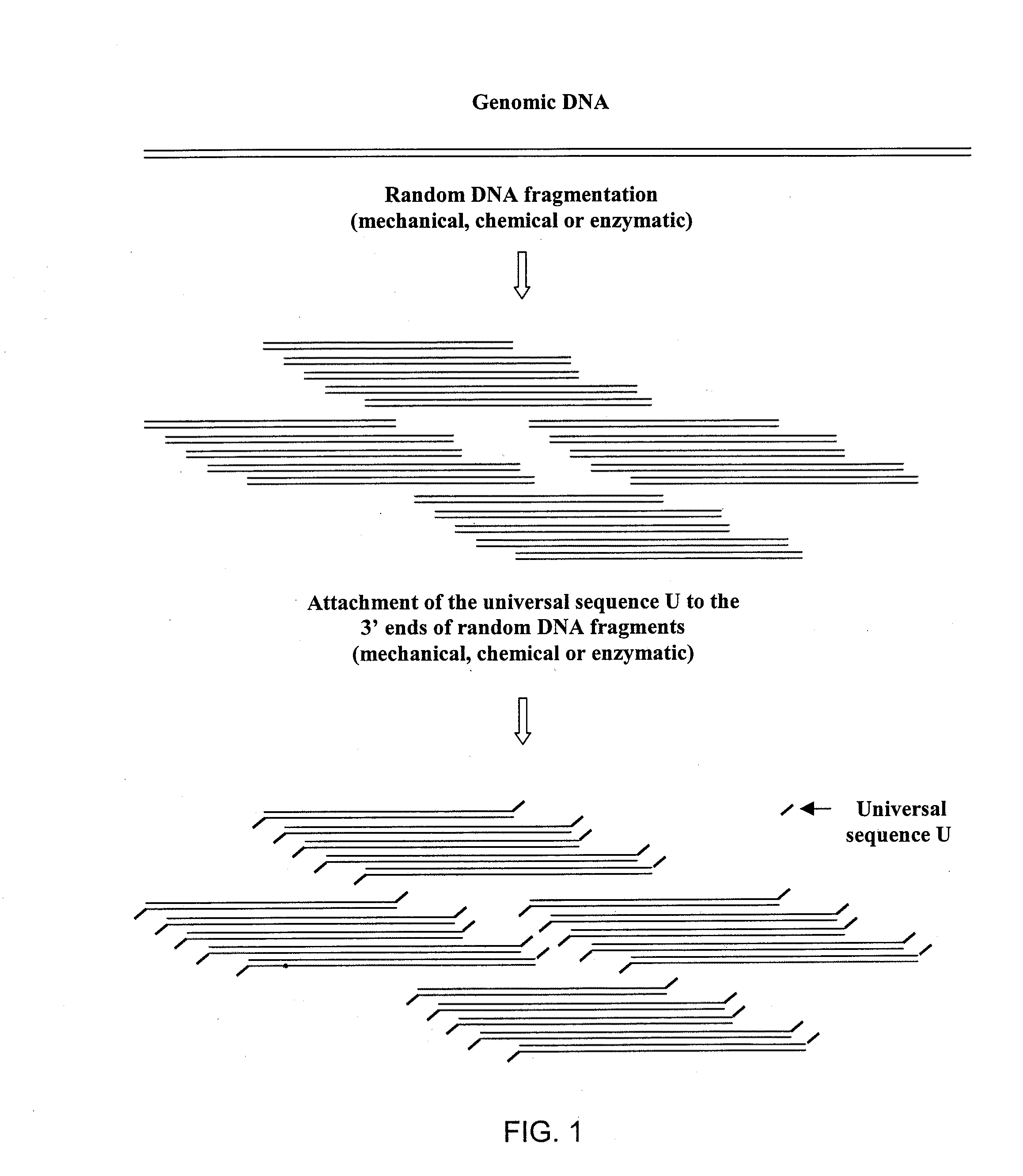 DNA amplification and sequencing using DNA molecules generated by random fragmentation