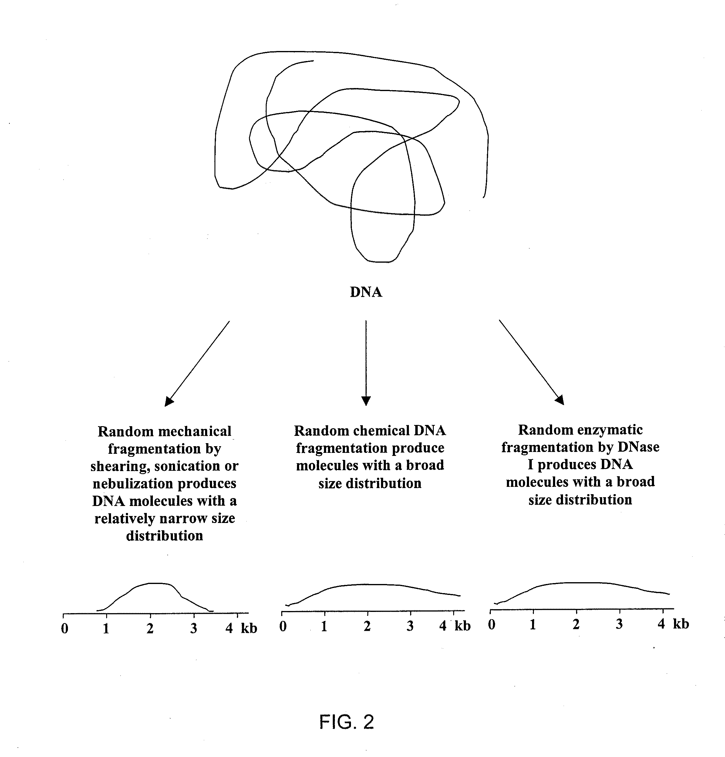 DNA amplification and sequencing using DNA molecules generated by random fragmentation