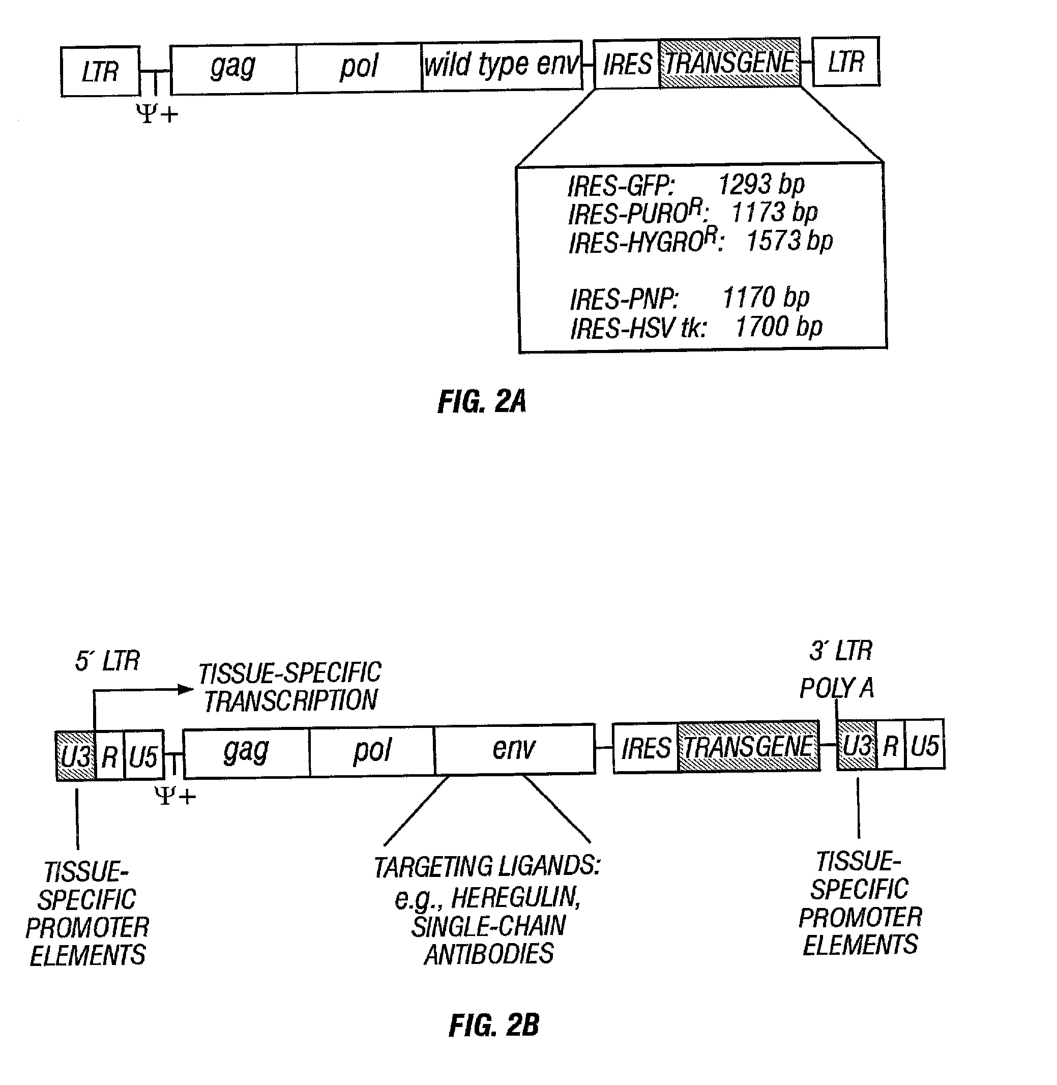 Gene delivery system and method of use