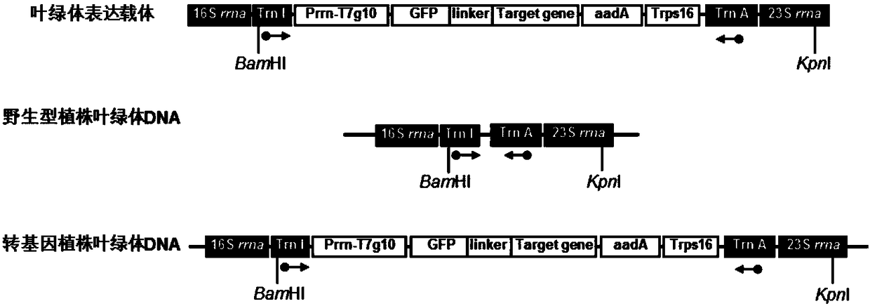 Chloroplast-expressed brain-derived neurotrophic factor hBDNFb protein and preparation method thereof