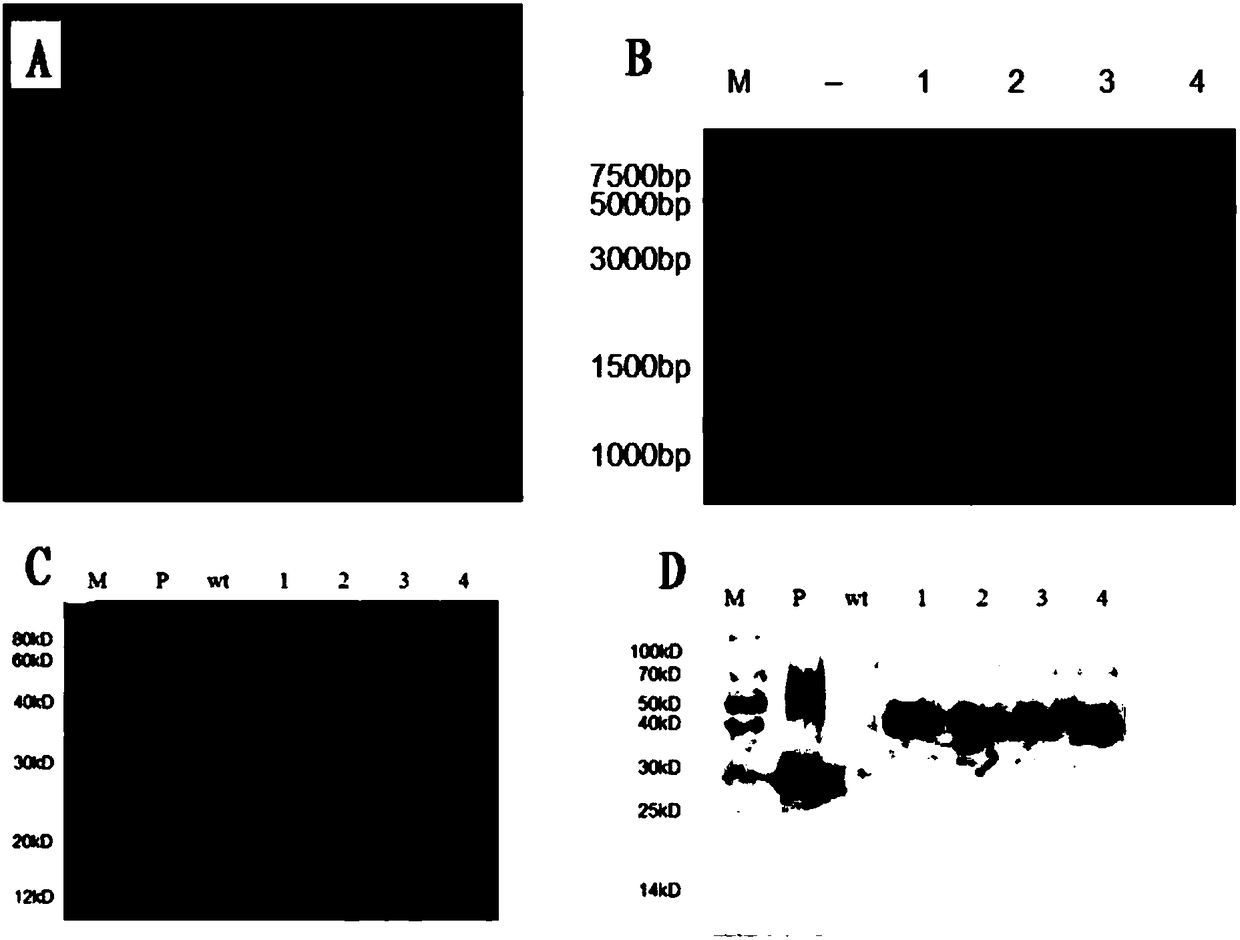 Chloroplast-expressed brain-derived neurotrophic factor hBDNFb protein and preparation method thereof