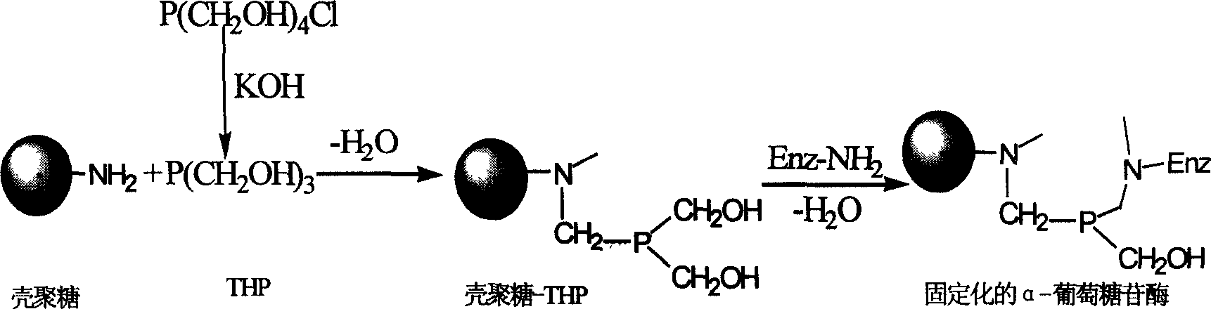 Alpha-glucosidase immobilization method