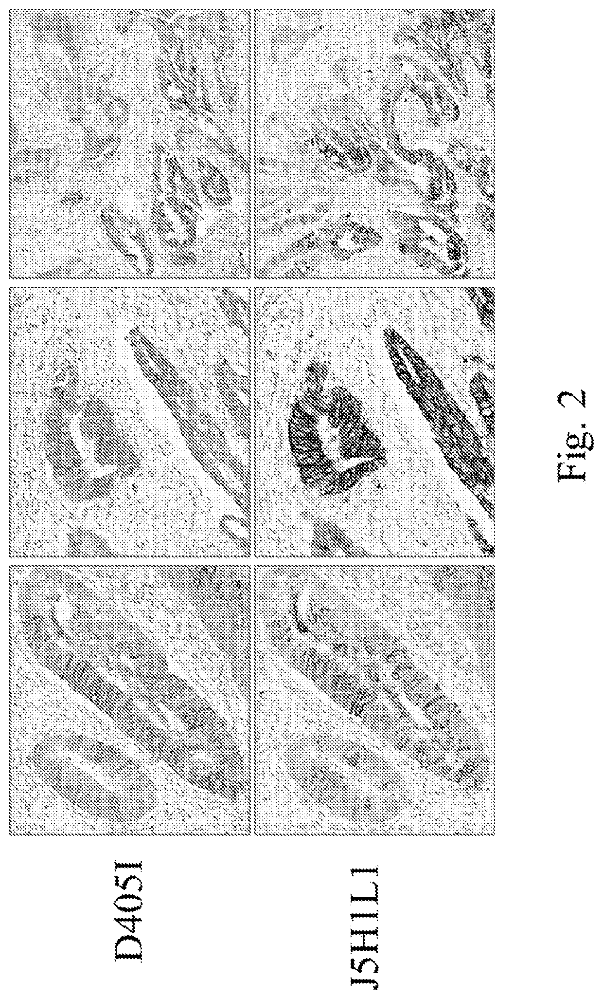 Materials and methods for performing histochemical assays for human pro-epiregulin and amphiregulin