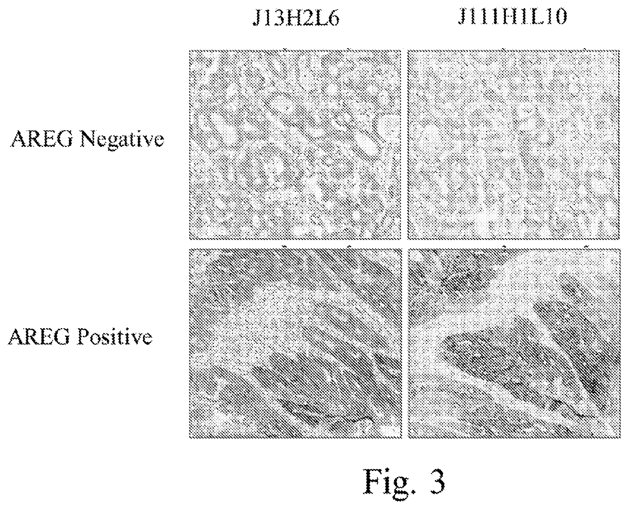 Materials and methods for performing histochemical assays for human pro-epiregulin and amphiregulin