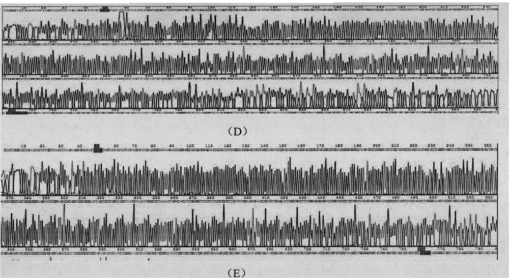 Main outer membrane protein epitope vaccine of chlamydia trachomatis based on HBcAg vector and application of main outer membrane protein epitope vaccine