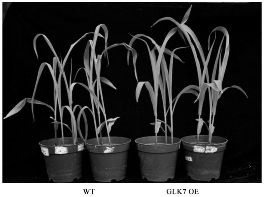 Application of glk7 protein and its coding gene in plant drought resistance