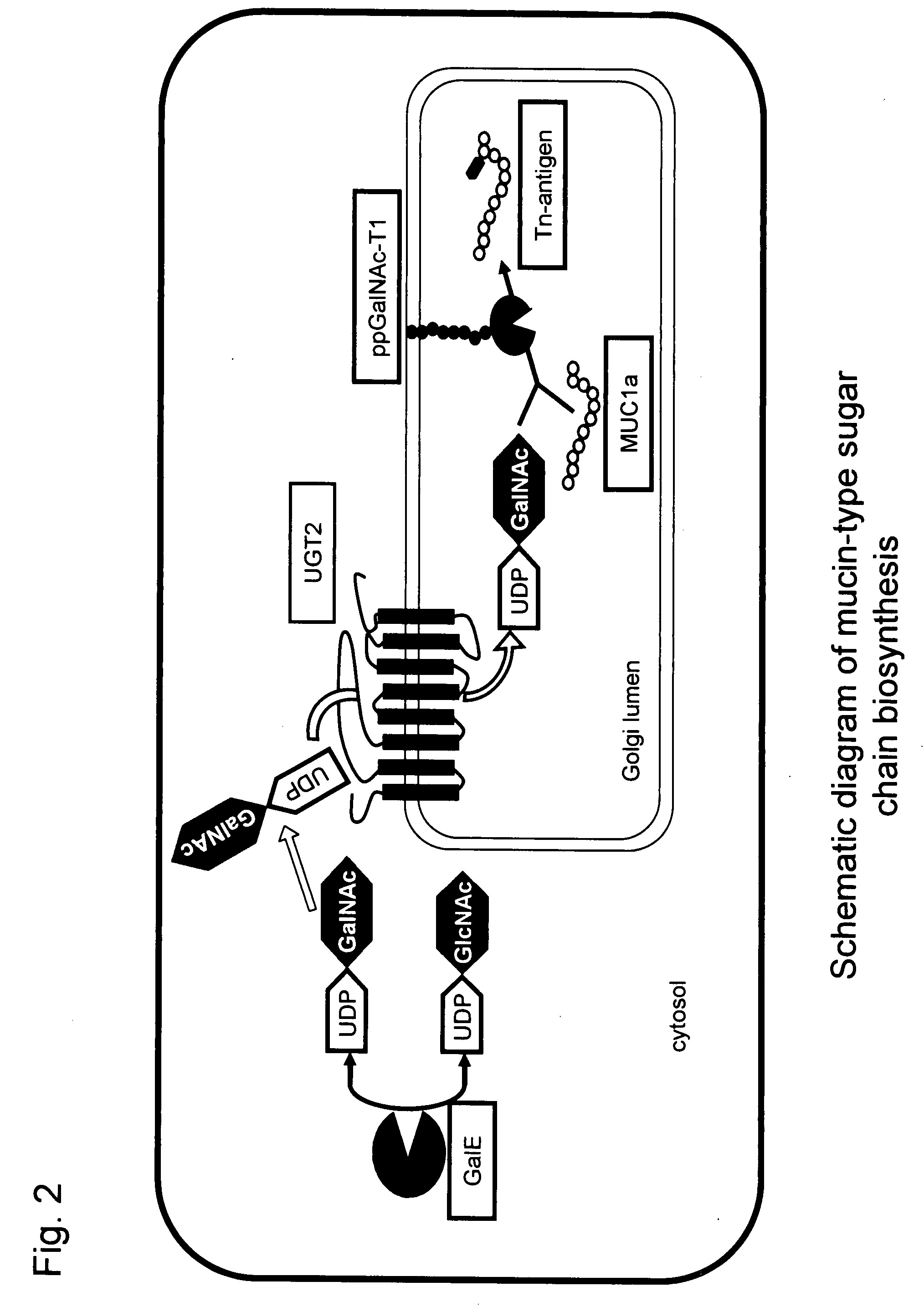 Method for producing a mucin-type glycoprotein