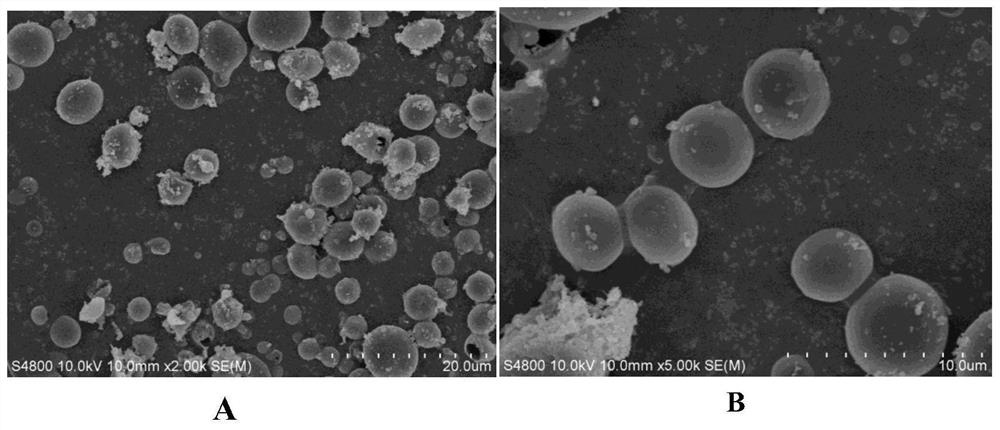 A fruit and vegetable bagging composite material and its preparation method and application