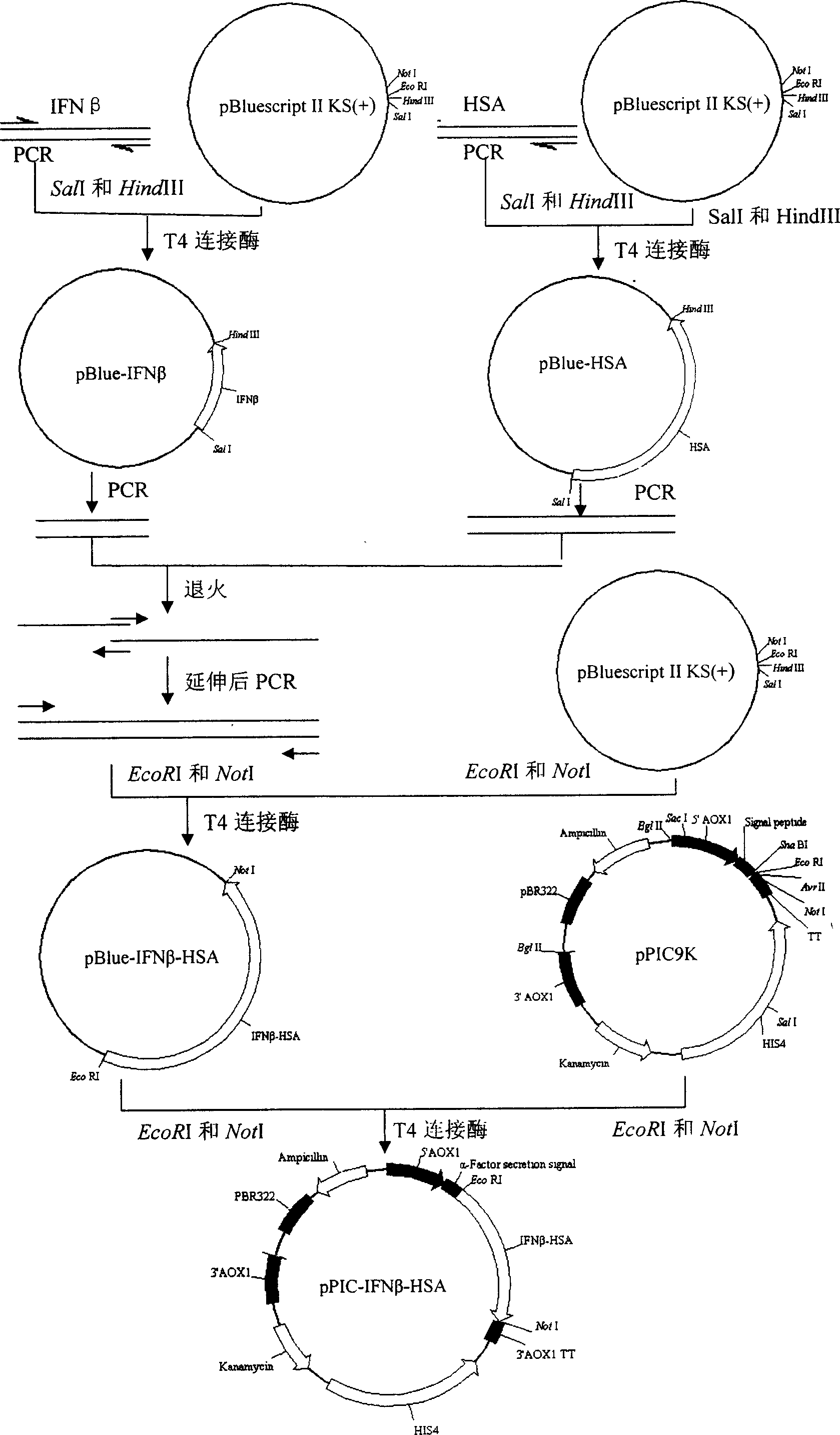 Method for preparing fusion protein contg. human interferon-beta and human seralbumin and its products