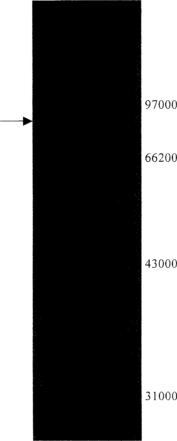 Method for preparing fusion protein contg. human interferon-beta and human seralbumin and its products