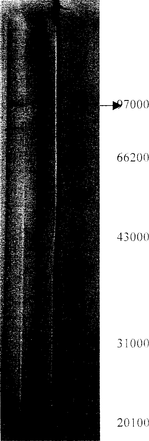 Method for preparing fusion protein contg. human interferon-beta and human seralbumin and its products