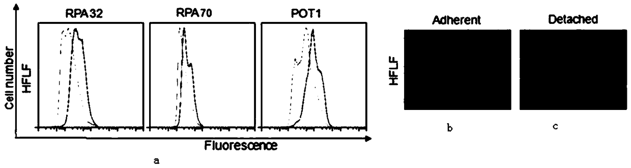 A fixation method to maintain cell stress balance