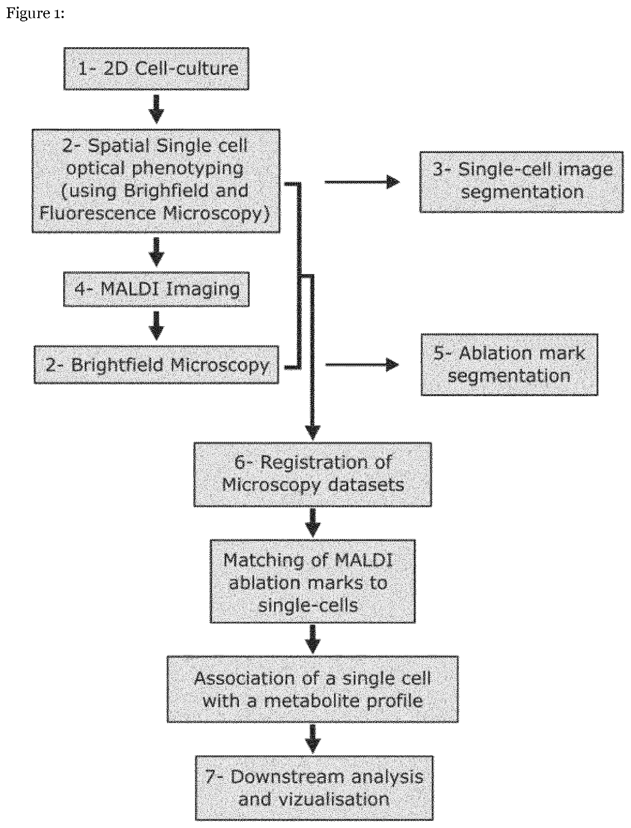 Single-cell imaging mass spectrometry