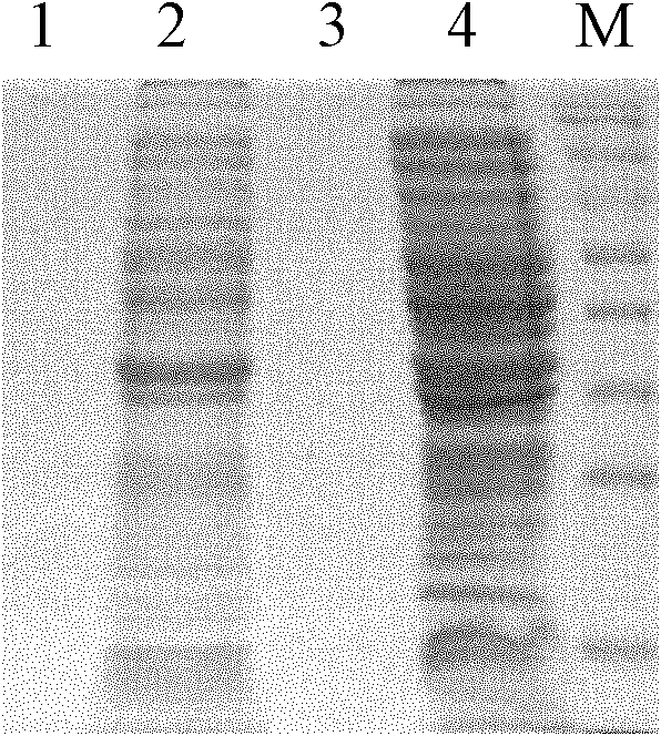 Method for expressing and purifying neutral protease (NPR)