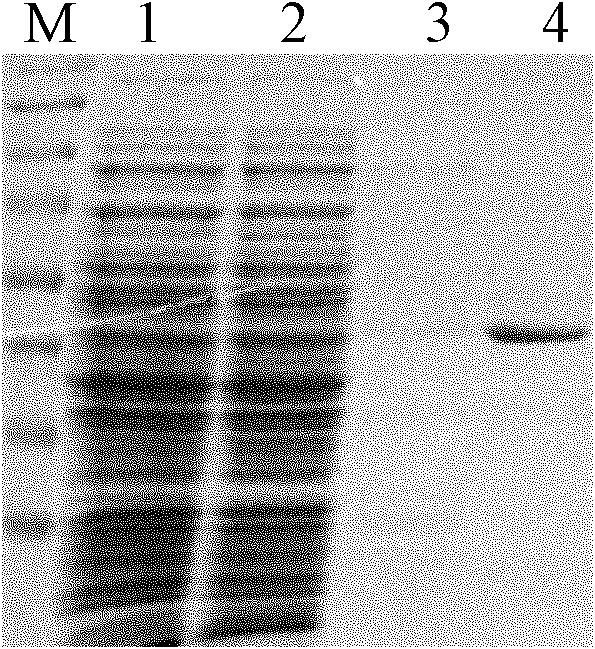 Method for expressing and purifying neutral protease (NPR)