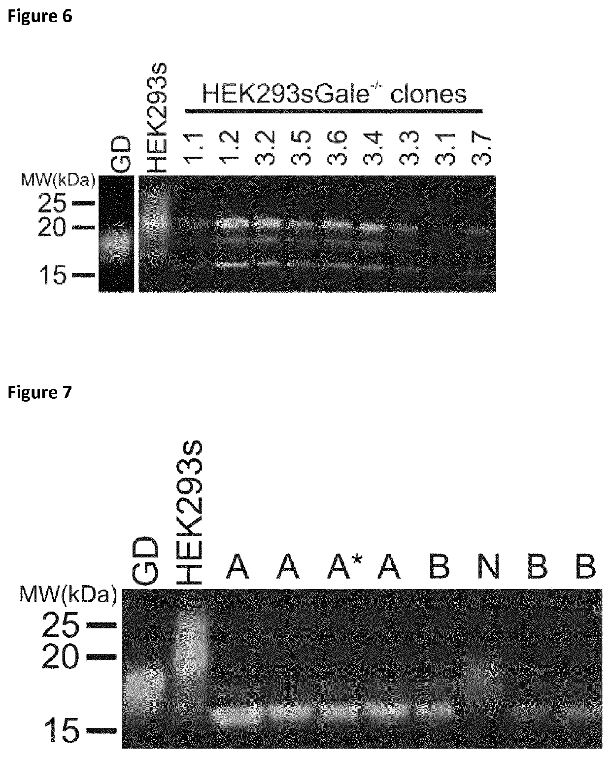 Cells producing glycoproteins having altered N- and O-glycosylation patterns and methods and use thereof