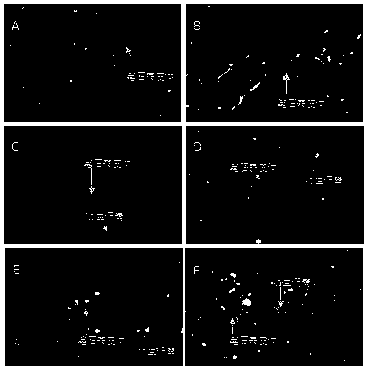 Evaluation method of maturity of lower paleozoic marine shale organic matter