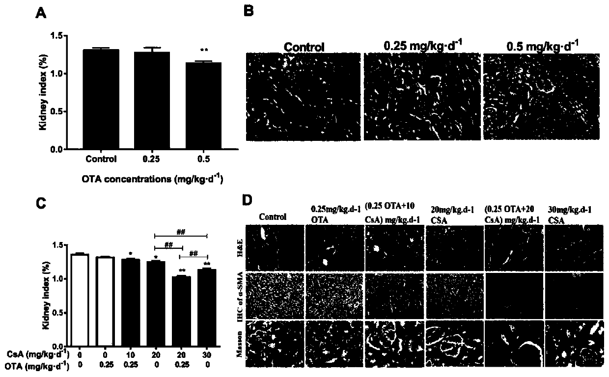 Composition for establishing chronic kidney disease model and application thereof