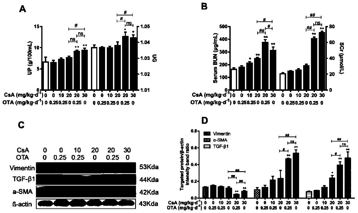 Composition for establishing chronic kidney disease model and application thereof