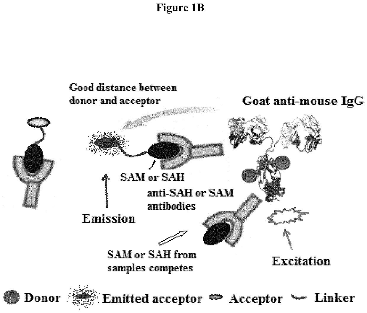 Bioconjugates of heterocyclic compounds