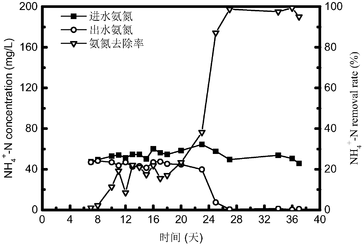 A kind of rapid start-up method of anaerobic ammonium oxidation reactor