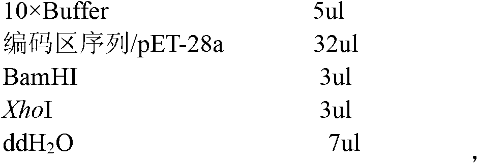 Preparation method of carcinoembryonic antigen-related cell adhesion molecule 1 (CEACAM1) magnetic protein grains and application thereof