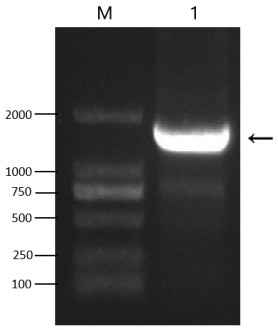 Wheat udp-glucosyltransferase taugt6 and its application