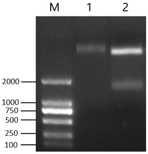 Wheat udp-glucosyltransferase taugt6 and its application