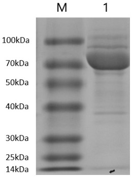 Wheat udp-glucosyltransferase taugt6 and its application