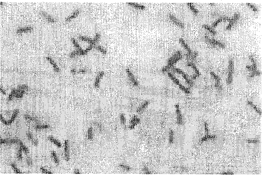 Bacteria for producing microorganism flocculant by using bean dregs and process for producing same