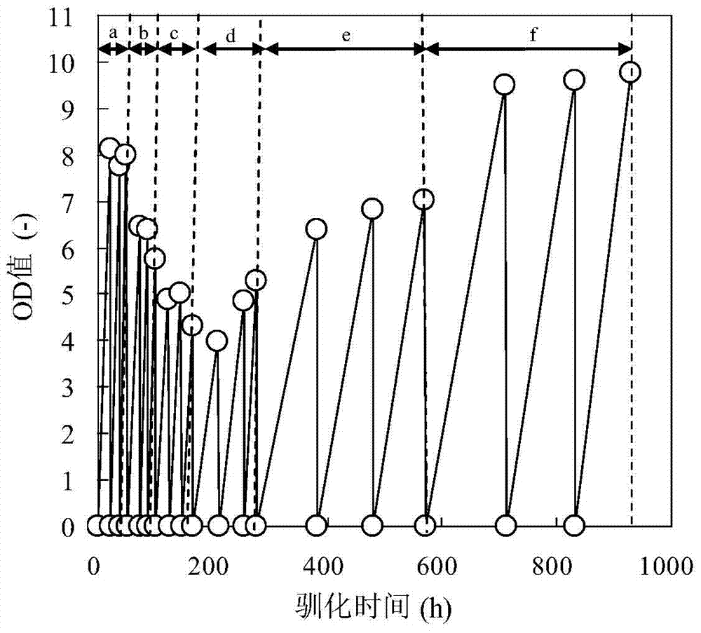 A strain of lignin-tolerant Saccharomyces cerevisiae and its application in bioethanol production