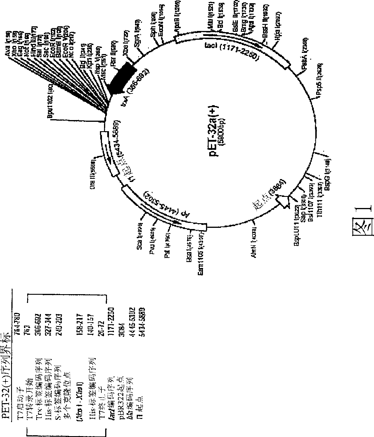 Influenza antibodies, compositions, and related methods